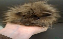 Guinea Pig rodents for sale: Long haired Peruvian-cross baby boys - Image 13