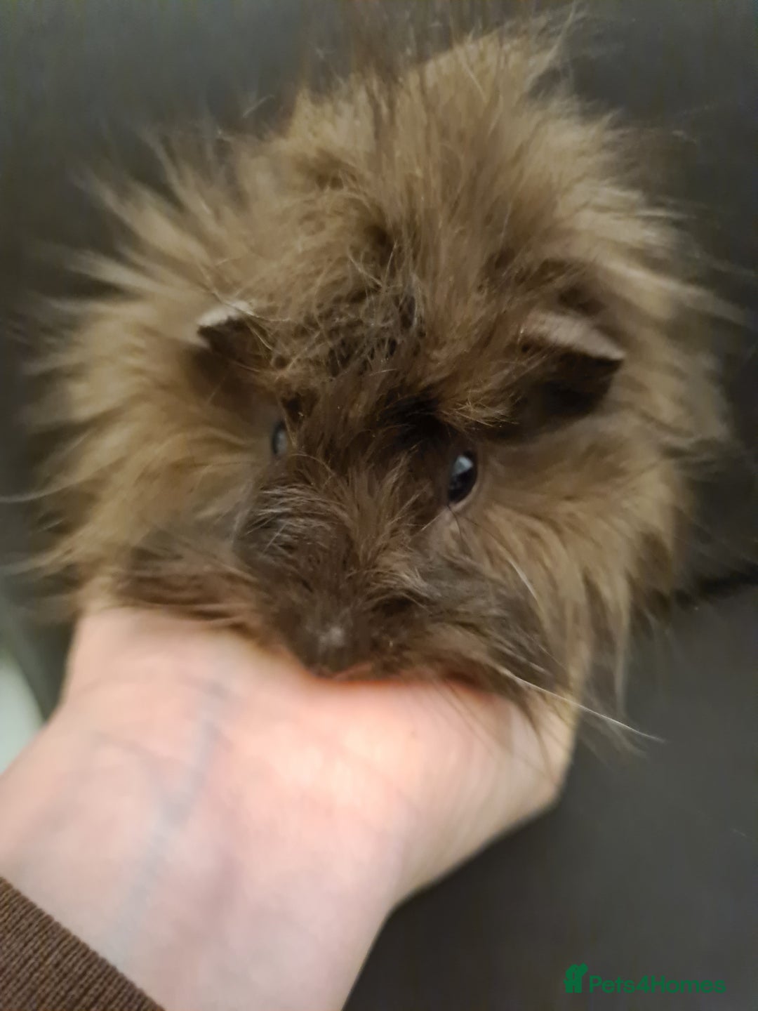 Guinea Pig rodents for sale: Long haired Peruvian-cross baby boys - Image 13