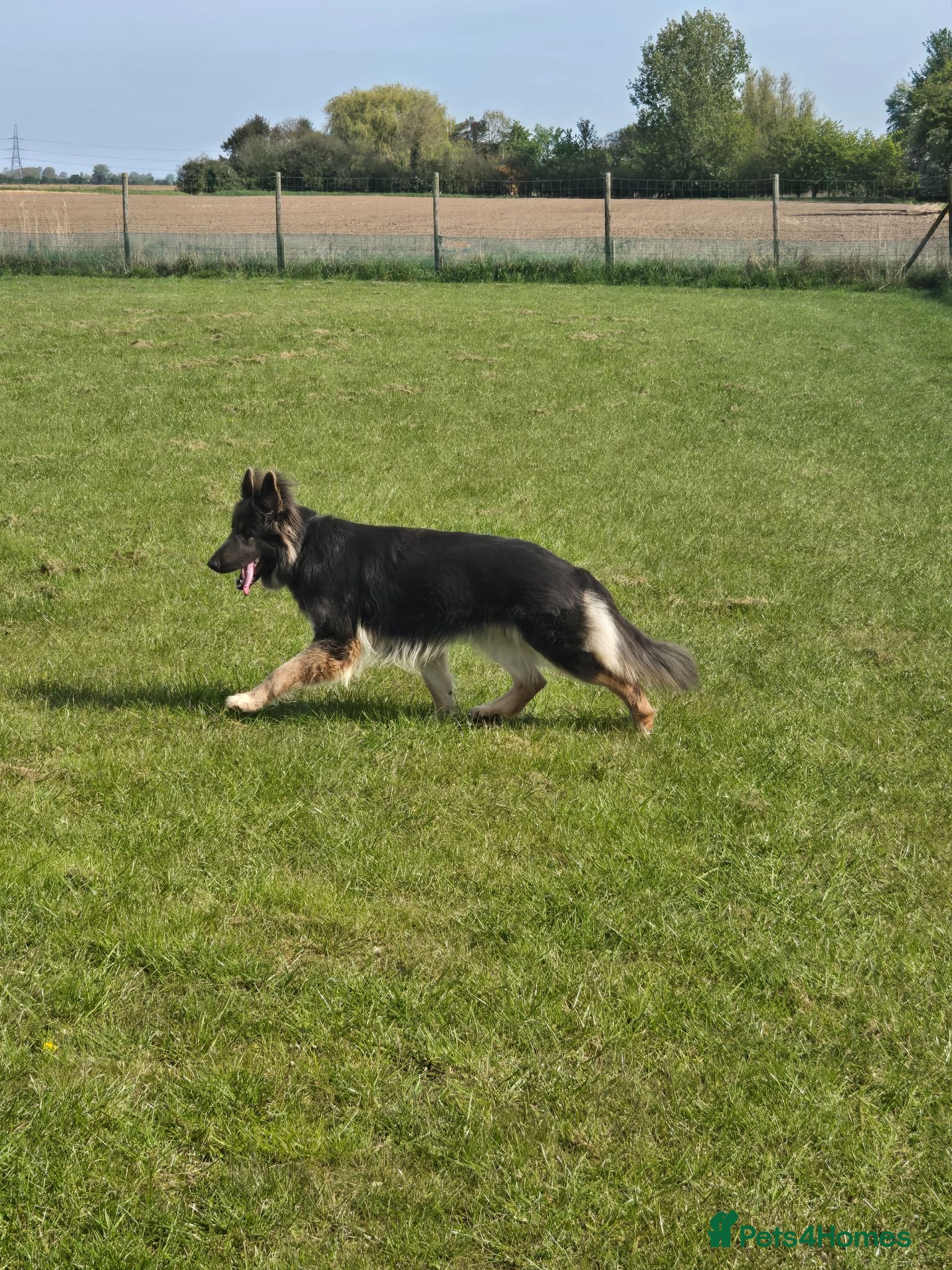 German Shepherd dogs Stunning long haired Blue/Tan female - Advert 15