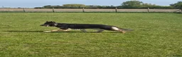 German Shepherd dogs for sale: Stunning Blue & Tan GSD female - Advert 17