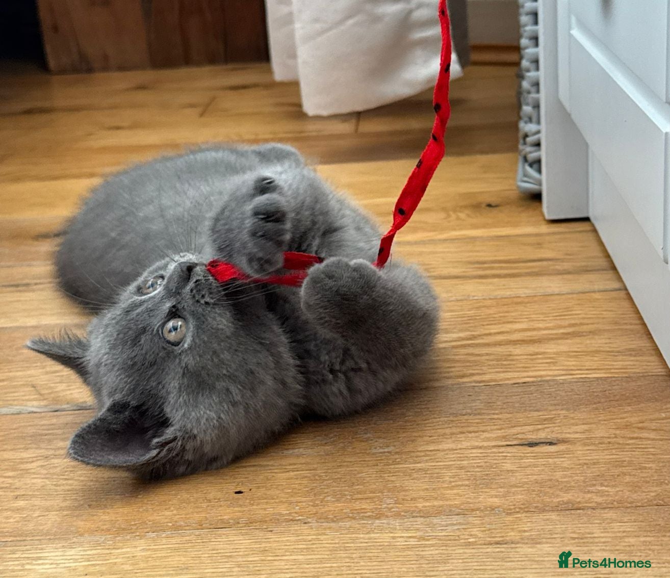 British Shorthair cats Ready for new family British Shorthair Kittens  - Advert 1
