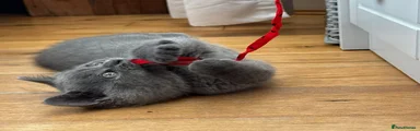 British Shorthair Kitten 1
