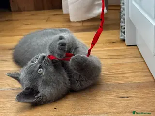British Shorthair cats Ready for new family British Shorthair Kittens - Advert 1