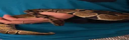 Python Snake reptiles for sale: Royal ball python  - Advert 1