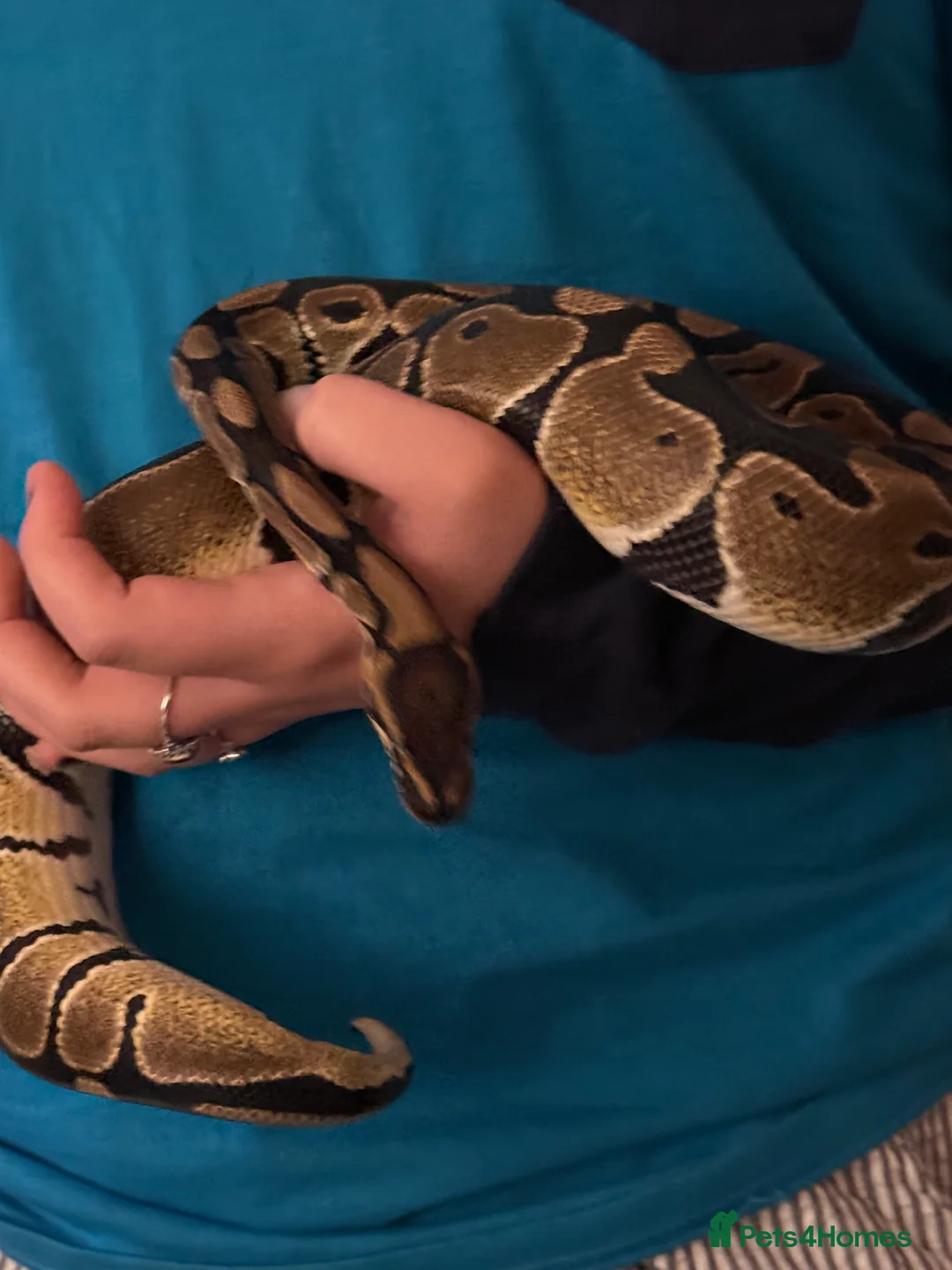 Python Snake reptiles for sale: Royal ball python  - Advert 1
