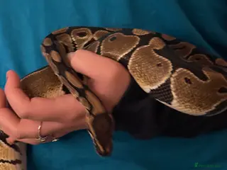Python Snake reptiles Royal ball python - Advert 3