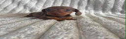 Miniature Dachshund dogs for sale: KC MINIATURE DACHSHUND PUPPIES  - Advert 21