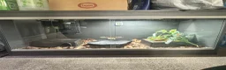 Python Snake reptiles for sale: Beautiful female Pied Royal python.  - Advert 12