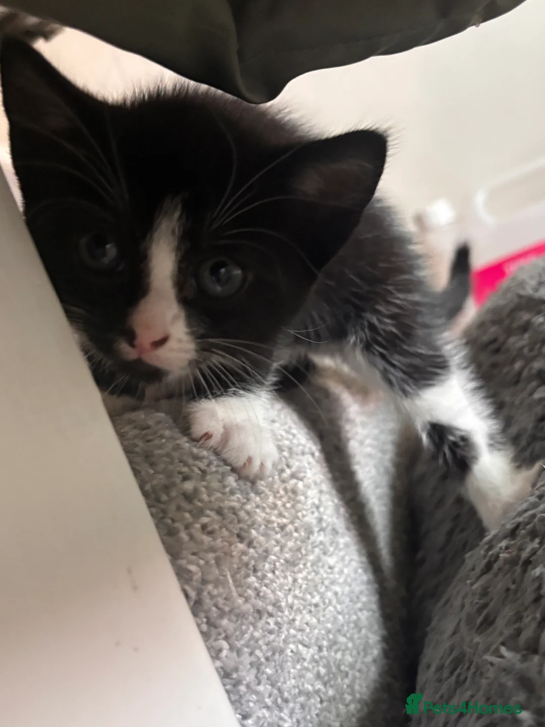 Mixed Breed cats for sale: Gorgeous kittens for sale  - Advert 2