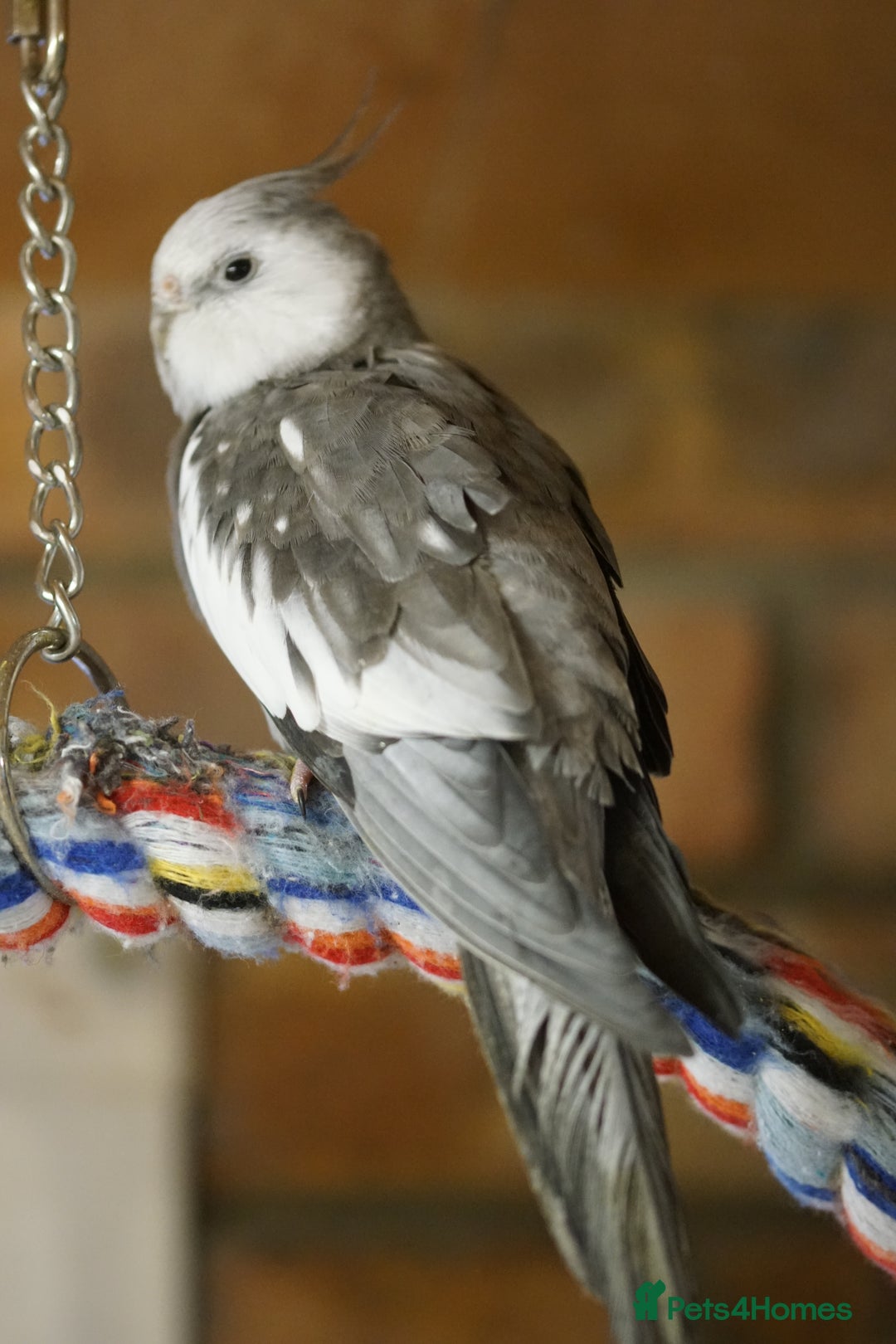 Cockatiels birds for sale: Cockatiels Mixed Genders  - Advert 24