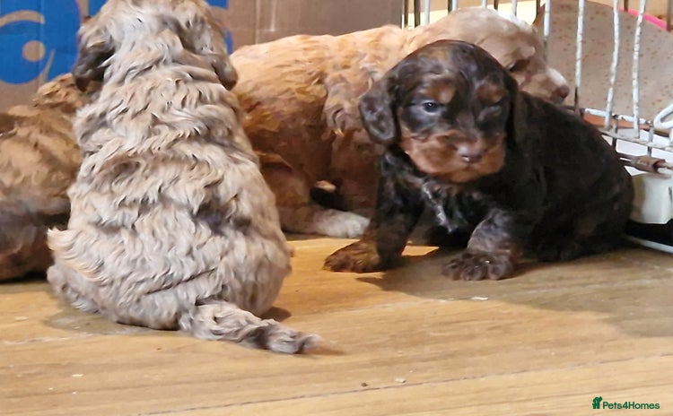 Cockapoo dogs - Advert 8