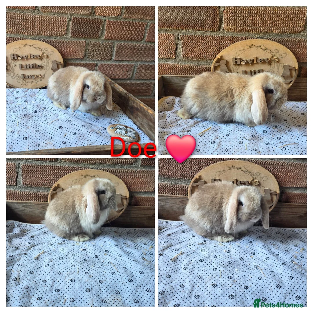 Mini Lop rabbits for sale: Gorgeous pure breed mini lops  - Advert 1