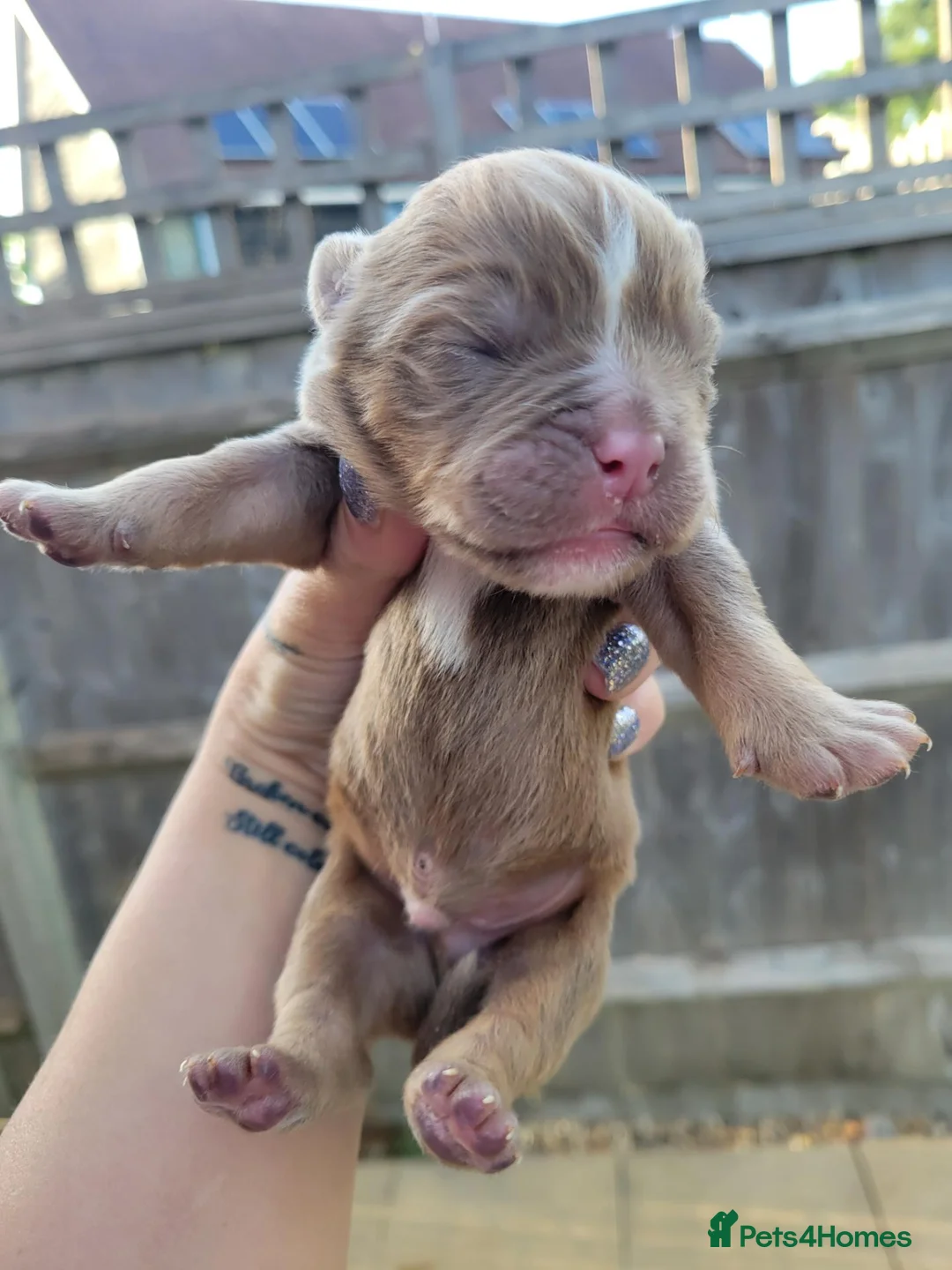 Dorset Olde Tyme Bulldogge dogs for sale: Olde English Bulldog puppies  - Advert 2