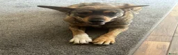 Mixed Breed dogs for adoption: Cute Bella looking for LOVE - Advert 12
