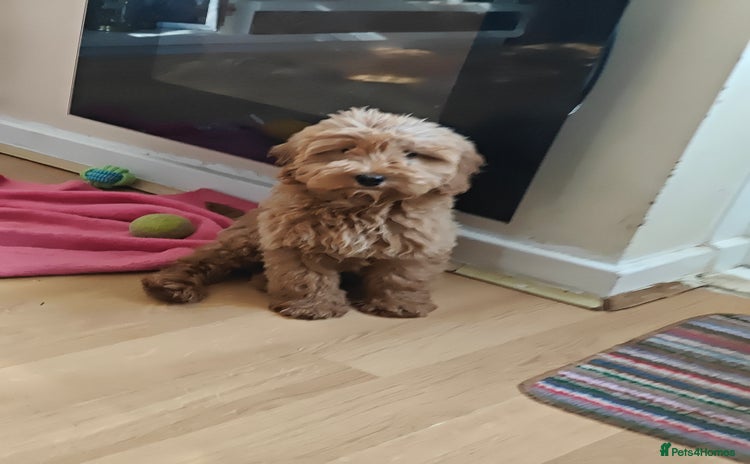 Cockapoo dogs - Advert 3