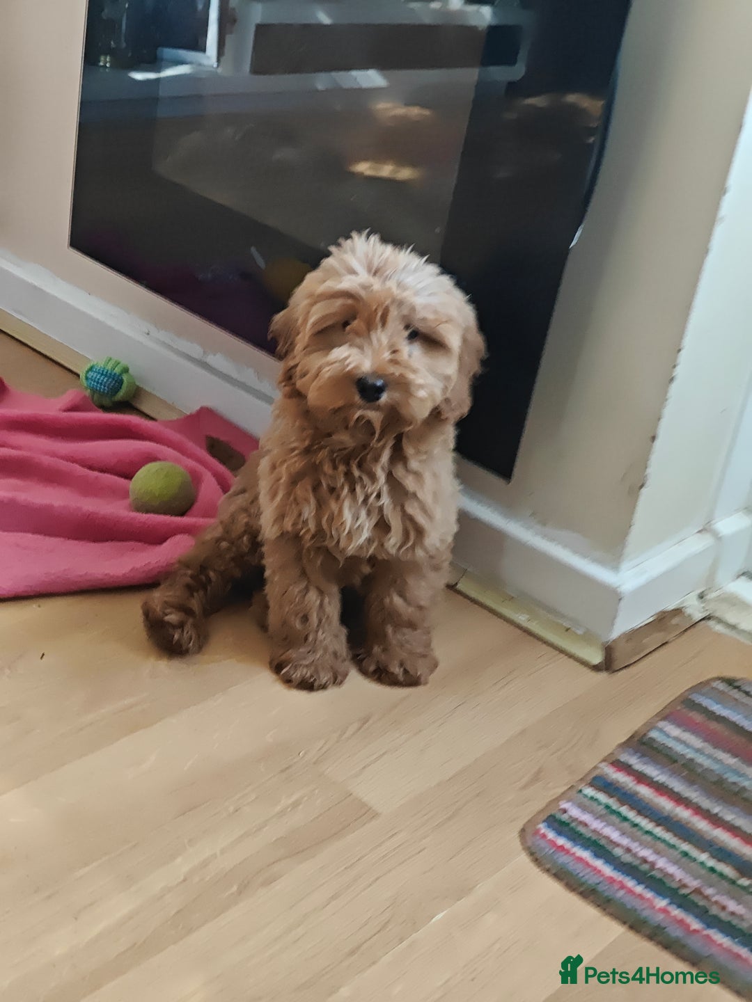Cockapoo dogs for sale: Beautiful Male 5 Month Old Cockapoo Puppy F1  - Image 1