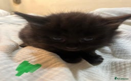 Norwegian Forest Cat cats for sale: kittens - Image 9