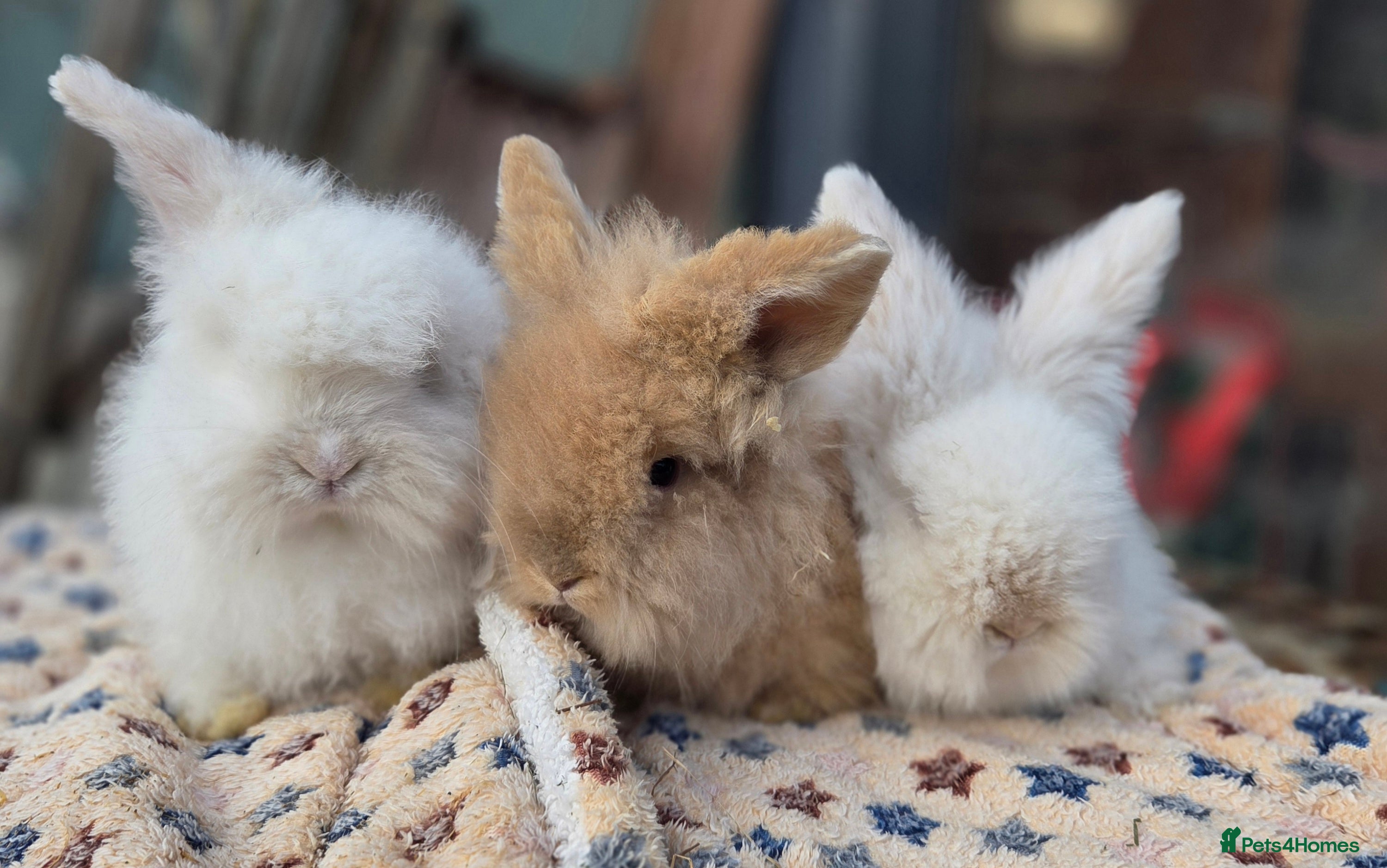 Mini Lion Lop rabbits  Male teddywidder bunnies  - Advert 2