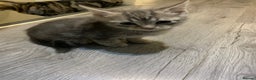 American Shorthair cats for sale: American shorthair tabby kittens  - Advert 3