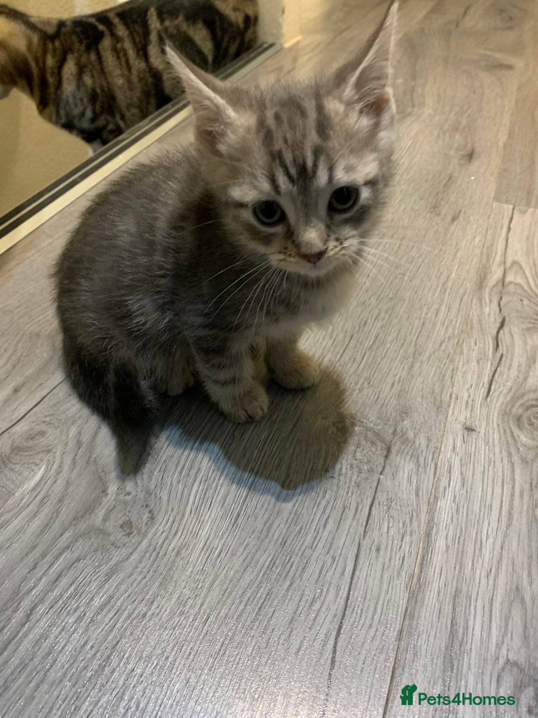 American Shorthair cats for sale: American shorthair tabby kittens  - Advert 3