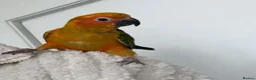 Parrots birds for sale: A Splash of Color and Joy for Your Home in Colchester - Advert 2