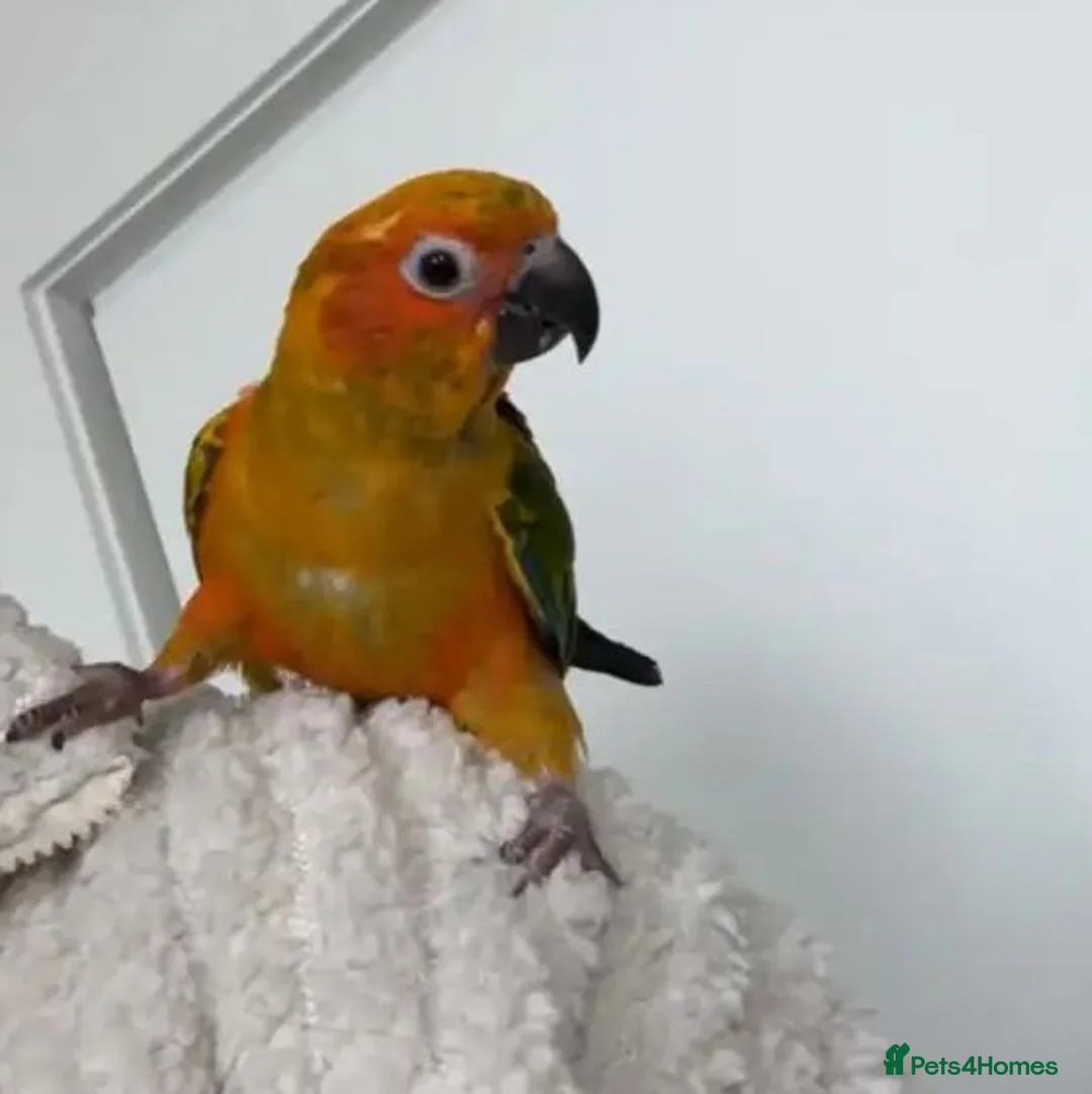 Parrots birds for sale: A Splash of Color and Joy for Your Home in Colchester - Advert 2