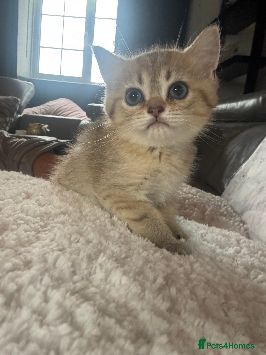 British Shorthair cats for sale: 1 BSH colour point & 4 rainbow BSH Chinchillas - Image 14