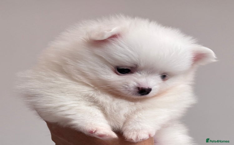 Pomeranian dogs - Advert 2