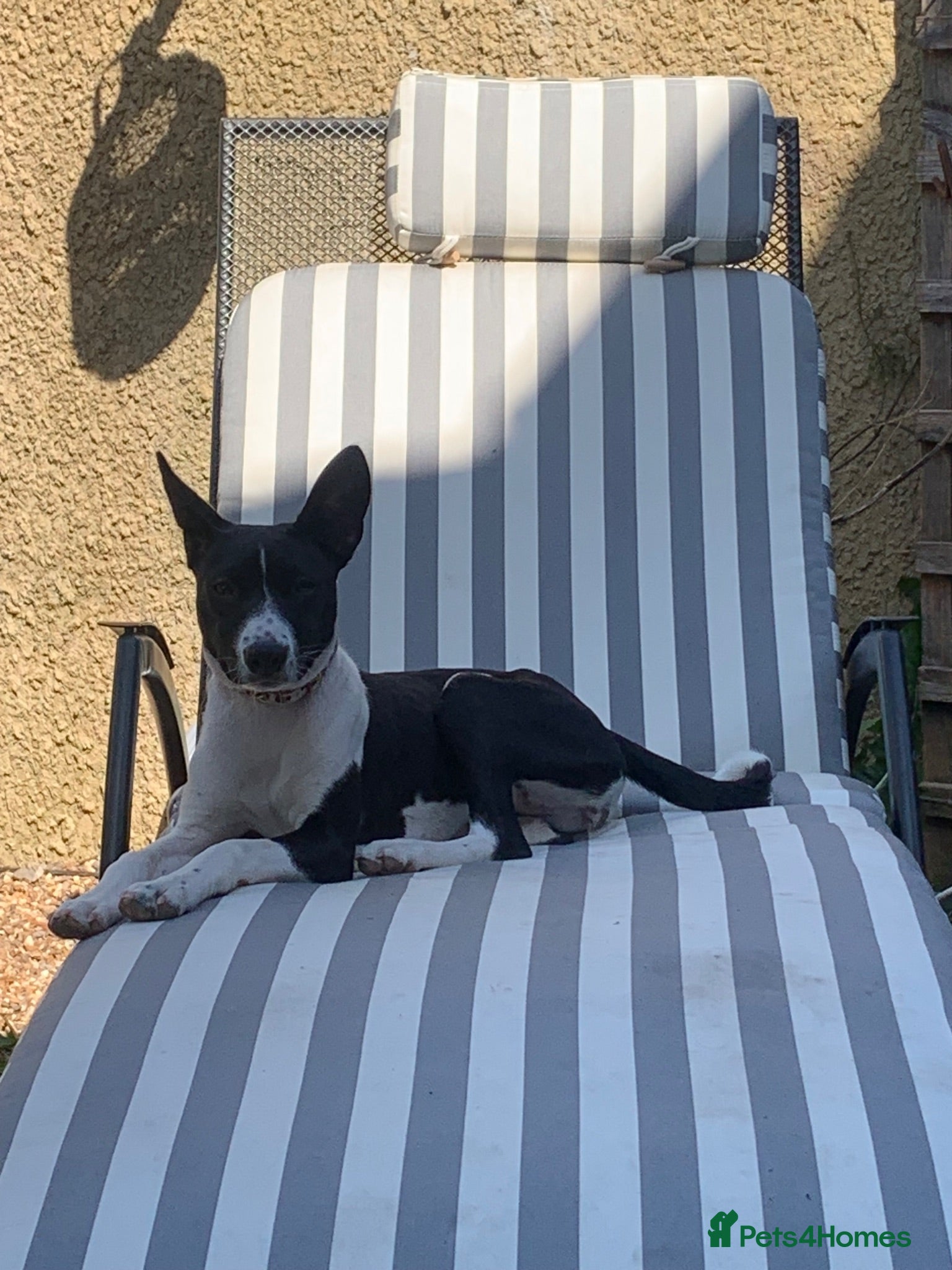 Basenji dogs Top quality Basenji Girl - Advert 2