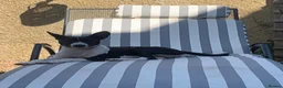 Basenji dogs for sale: Top quality Basenji Girl - Advert 1