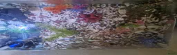 Other/Mixed Breed fish for sale: Fish tank plus fish in London - Advert 5
