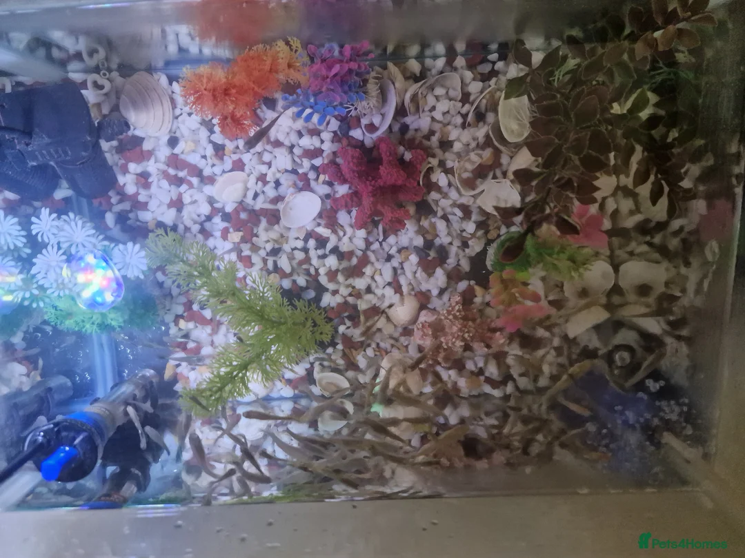 Other/Mixed Breed fish for sale: Fish tank plus fish in London - Advert 5