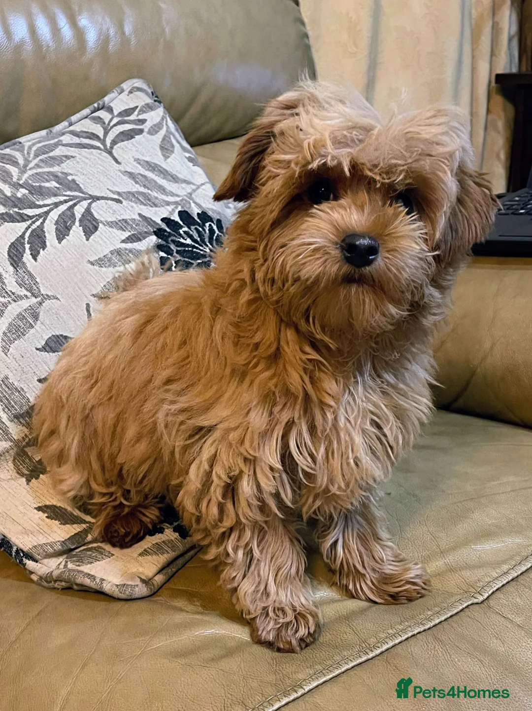 Mixed Breed dogs for sale: Yorkipoos - Advert 2