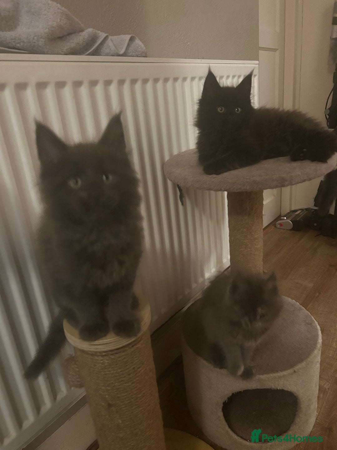 Maine Coon cats for sale: 5 beautiful maine coones  - Image 6