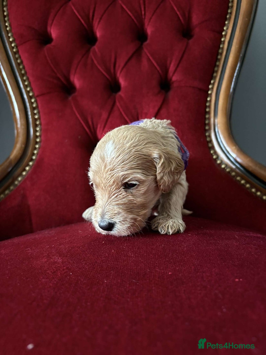 Goldendoodle dogs for sale: Golden Doodle litter  - Image 21