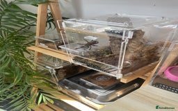 Tarantulas invertebrates for sale: P. Metallica female juvenile  - Image 3