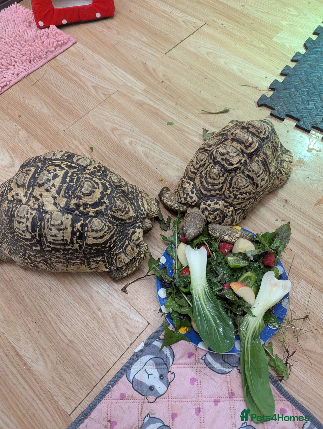 Tortoise reptiles for sale: Breeding pr leopard tortoises. 24 yrs old. Gravid - Image 2