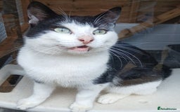 Mixed Breed cats for adoption: VIC.. - Image 1
