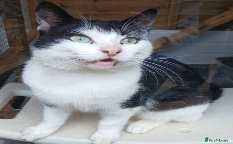Mixed Breed cats - Advert 1