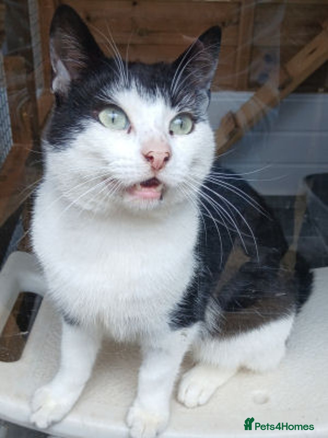 Mixed Breed cats for adoption: VIC.. - Image 1