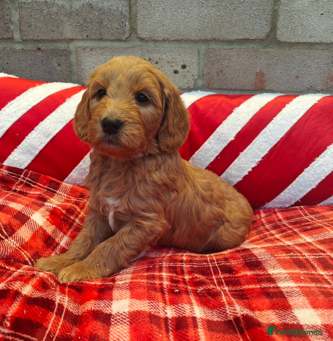 Mini Goldendoodle dogs for sale: *REDUCED* Adorable Red & Apricot Goldendoodles - Advert 11
