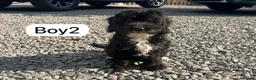 Cockapoo dogs for sale: Cockapoo - Advert 8