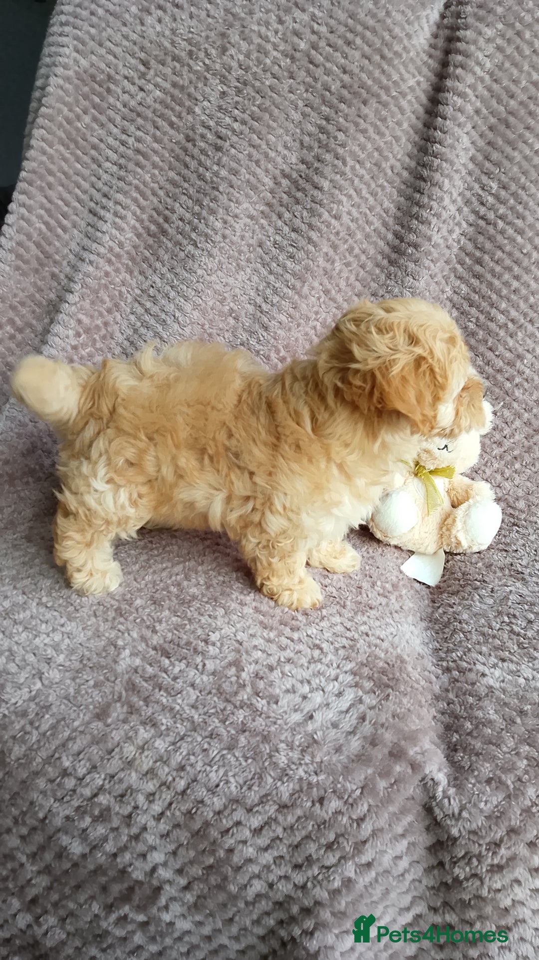 Maltipoo dogs for sale: F1 health tested toy (Asian) maltipoos🩷🩷 - Image 2
