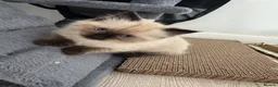 Ragdoll cats for sale: 3 female ragdoll kittens for sale - Advert 3