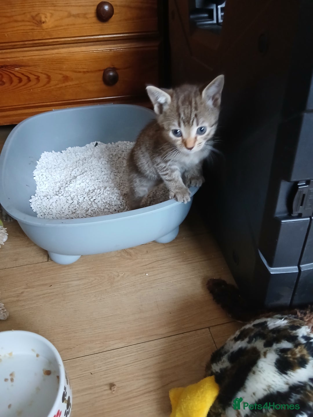 Oriental cats for sale: 4 girls 1 boy - Image 1