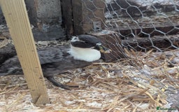 Ducks poultry for sale: Pure call ducks looking for a new pond.  - Image 11