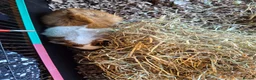 Guinea Pig rodents for sale: Two female Guinea Pigs for sale - Advert 5