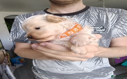 Maltipoo dogs for sale: F1B Toy Maltipoo  - Image 24