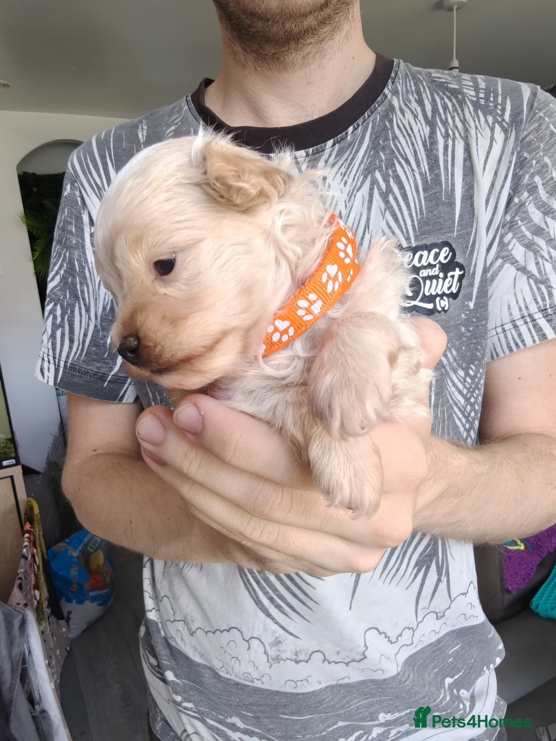 Maltipoo dogs for sale: F1B Toy Maltipoo  - Image 24