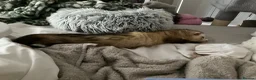 Ferret rodents for sale: Two brother ferrets for sale - Advert 12